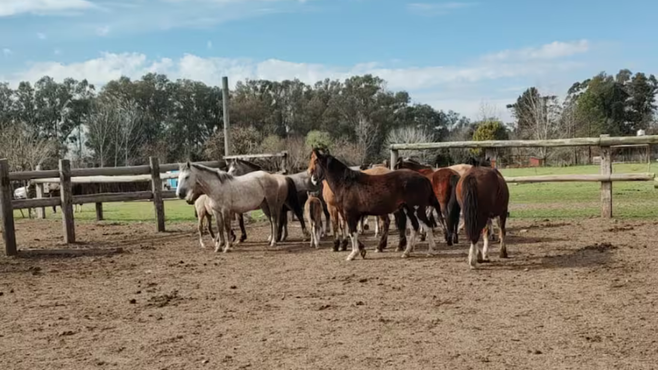 La policía bonaerense logró resolver un caso de hurto de equinos en esa zona; el damnificado denunció a gente que trabajaba en su campo.