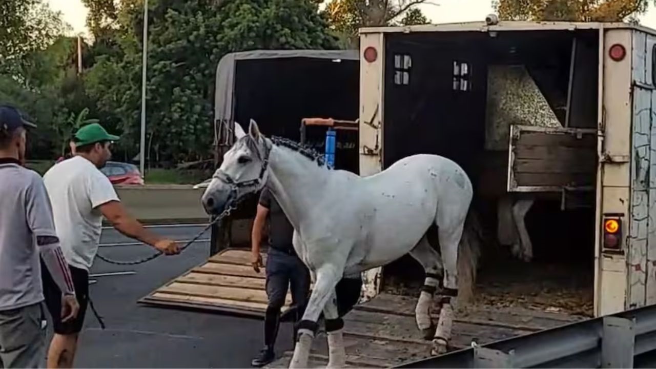 En el marco de una investigación tramitada ante la Unidad Funcional de Instrucción Nº 12 de Quilmes, a cargo del fiscal Dr. Leonardo Sarra, con la instrucción del Dr. Agustín Leonardo Freyre y la Secretaría a su cargo, se logró desarticular una organización criminal dedicada al robo y comercialización ilegal de camionetas de alta gama.