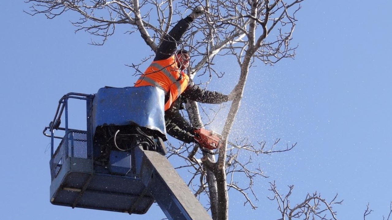 Confirmaron la condena a los propietarios de un inmueble por los daños generados en la casa lindera a raíz de raíces, ramas y hojas de sus árboles. La Cámara consideró que las molestias excedieron la normal tolerancia.
