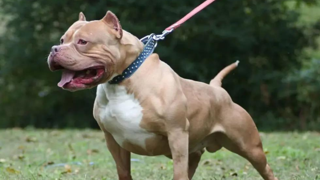 El hecho sucedió en Rio Gallegos. La nena de estaba paseando por la calle cuando el perro la atacó y la arrastró. Sufrió un corte profundo en su piel e incluso en sus tendones. Imágenes sensibles.