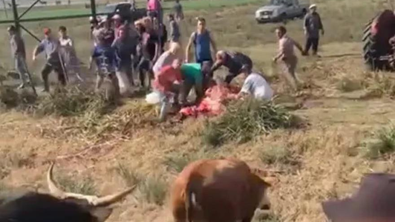 Cientos de personas se llevaron parte del ganado. El conductor y la mujer que lo acompañaba no sufrieron heridas de consideración.