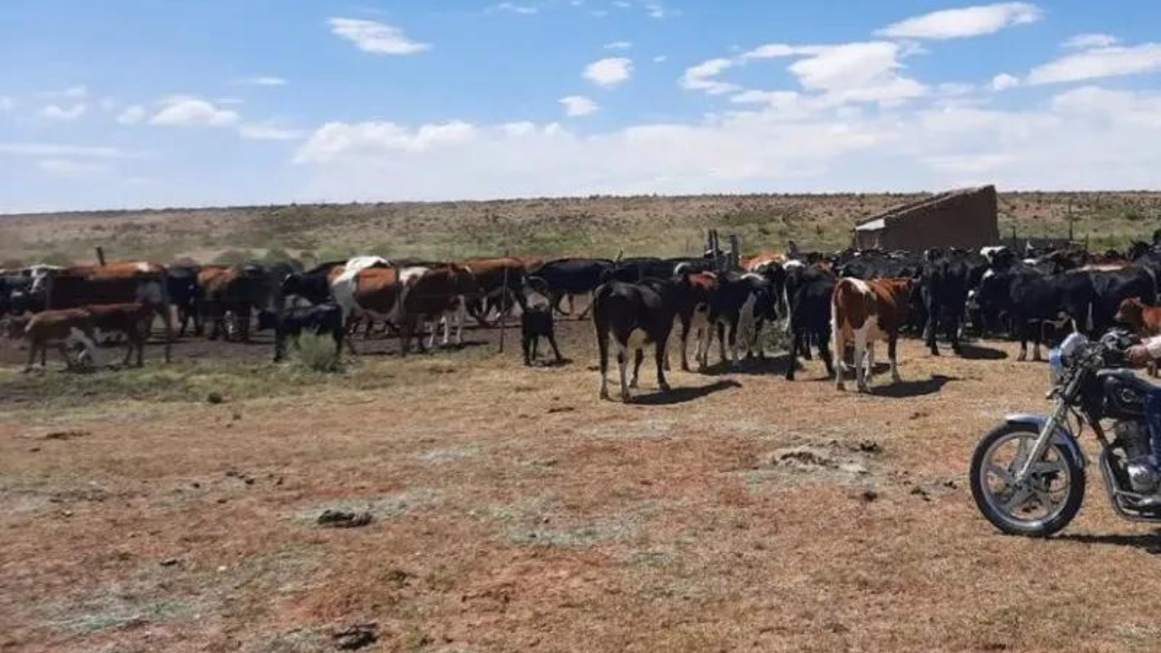 Un peón rural deberá ser indemnizado luego de sufrir un accidente mientras arriaba ganado en moto. Un bovino lo encerró, perdió el equilibrio y su rodilla fue aprisionada por el vehículo.