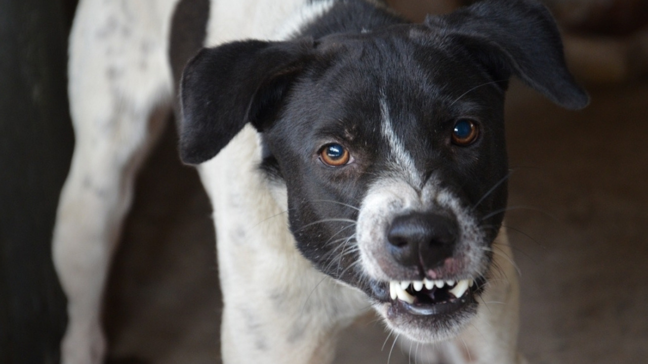 La Justicia Civil responsabilizó a los dueños de un perro por los daños y perjuicios que sufrió una persona cuando le mostraban un inmueble a la venta y fue mordido por el animal, que vivía en el lugar.