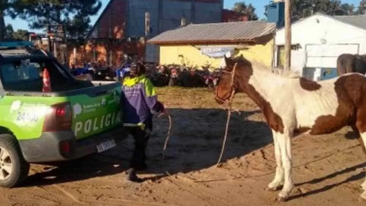 En el lugar se hizo presente personal policial que lo alejó y lo llevó a un terreno baldío lindero.