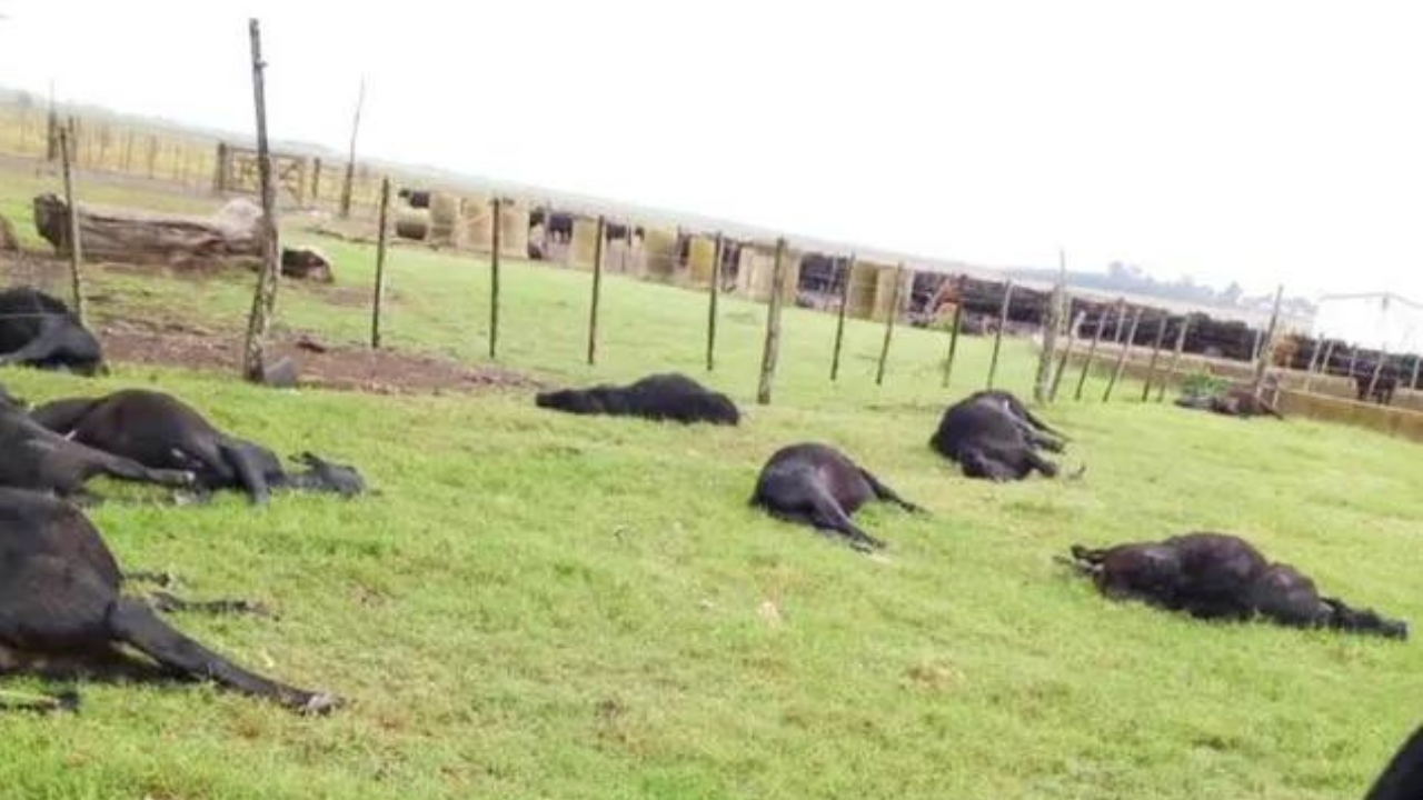 Ocurrió en un campo de Rincón de Nogoyá y afectó a 200 novillos. Aseguran que hay más casos en otras zonas de Entre Ríos. El origen de esta gran pérdida está en la mineralización del suelo que produjo la sequía y que absorben las pasturas.