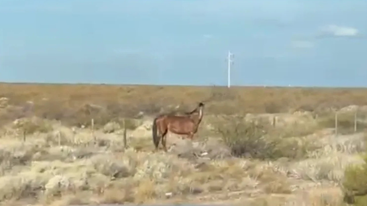 Un vecino de Neuquén capital regresaba desde Bajada del Agrio cuando se le cruzó el animal. Asegura que ni los dueños ni la Policía le dan respuestas.