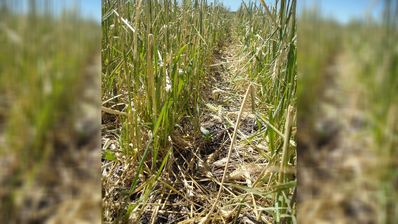 La alta variabilidad climática ha generado un crecimiento en la conciencia aseguradora de los productores agropecuarios. La posibilidad de que sus cultivos se vean afectados por eventos meteorológicos ocasiona que la contratación de un seguro se vuelva un punto indiscutible en la estructura de costos e inversión