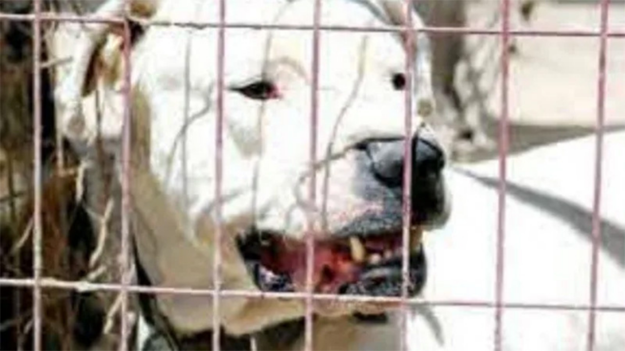 Un dogo argentino, se escapó de su paseadora de 21 años y mordió a un niño de 7 que estaba junto a su madre en el centro de la ciudad. La mordedura fue a la altura del cráneo y el niño debió ser hospitalizado.