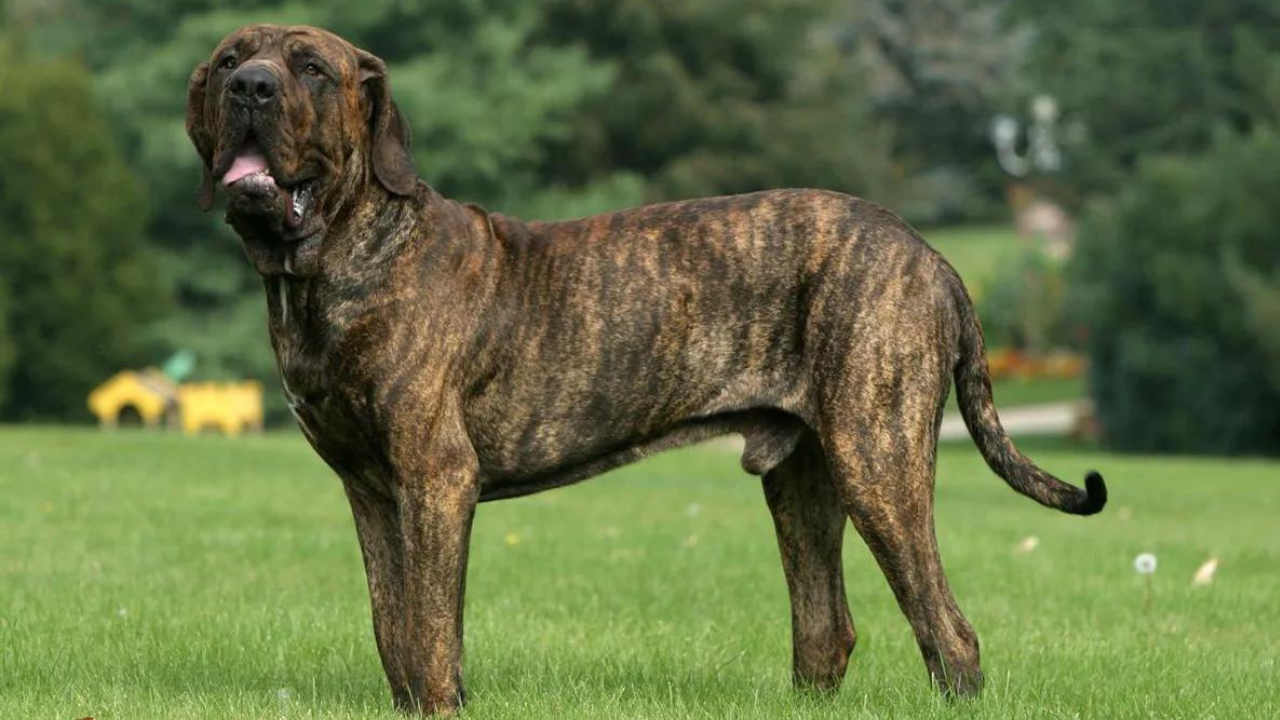 La Justicia bonaerense condenó a seis años y medio de prisión al dueño de tres perros de raza Fila Brasilero que le comieron un brazo y casi matan a una persona en Avellaneda...