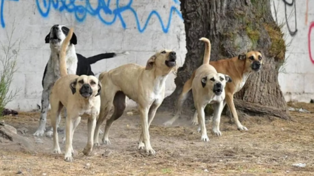 El brutal episodio ocurrió en Valle Hermoso, Córdoba. La pequeña de nueve años está internada en grave estado La familia decidió sacrificar a los cuatro perros tras el hecho...