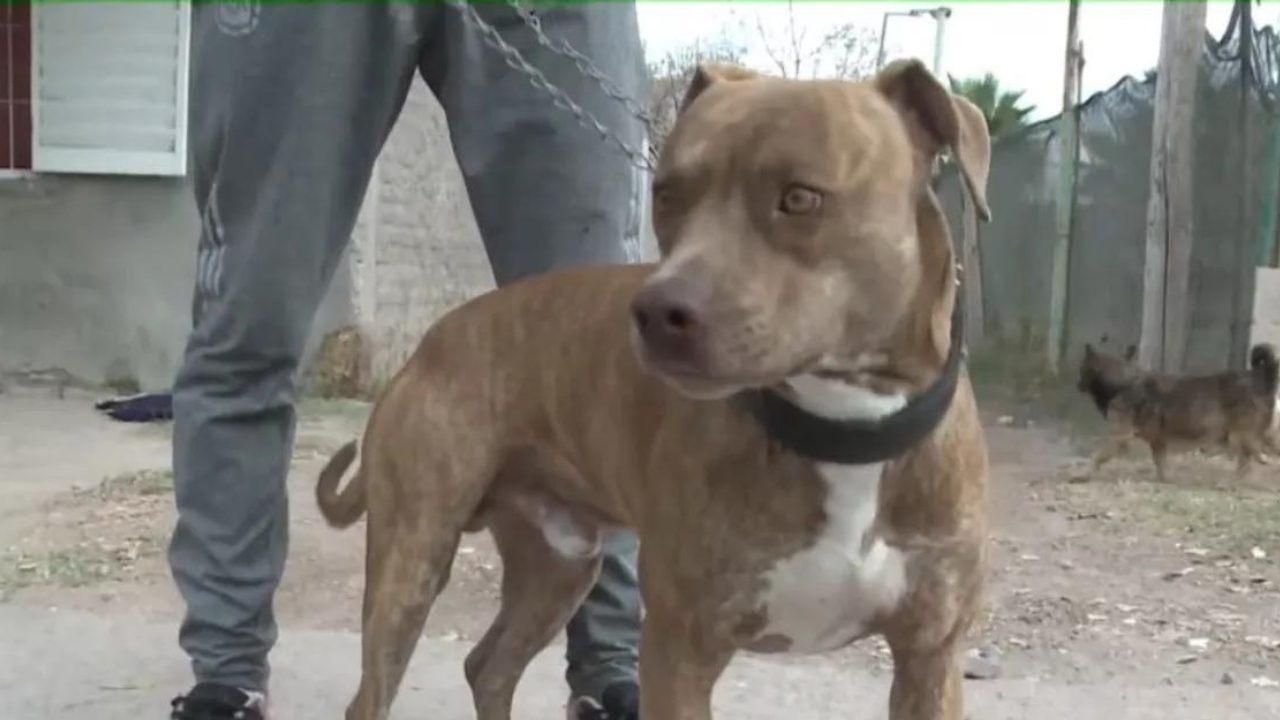 A las crónicas de ataque de perros, este miércoles se sumó una de El Plumerillo, Las Heras, donde un can persiguió a dos hermanitos y lastimó al nene de 9 años, que debió ser operado en el hospital Notti...