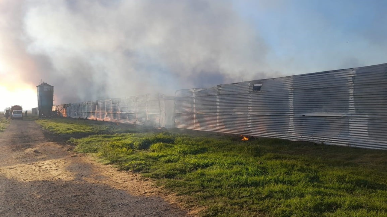 El foco ígneo afectó un sector donde había cerca de 20.000 animales. Las pérdidas allí fueron totales y la causa del fuego habría sido una falla en unas estufas...