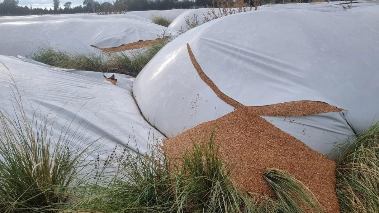 La Cooperativa Agrícola Ganadera e Industrial Limitada de Puan, en la provincia de Buenos Aires, sufrió el hecho vandálico en la madrugada de ayer...