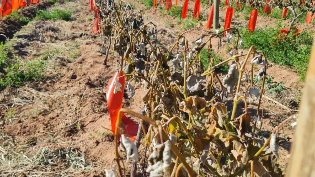 Los productores autoconvocados se organizan para juntar declaraciones juradas que esperan presentar ante la secretaría de Fruticultura de la provincia...