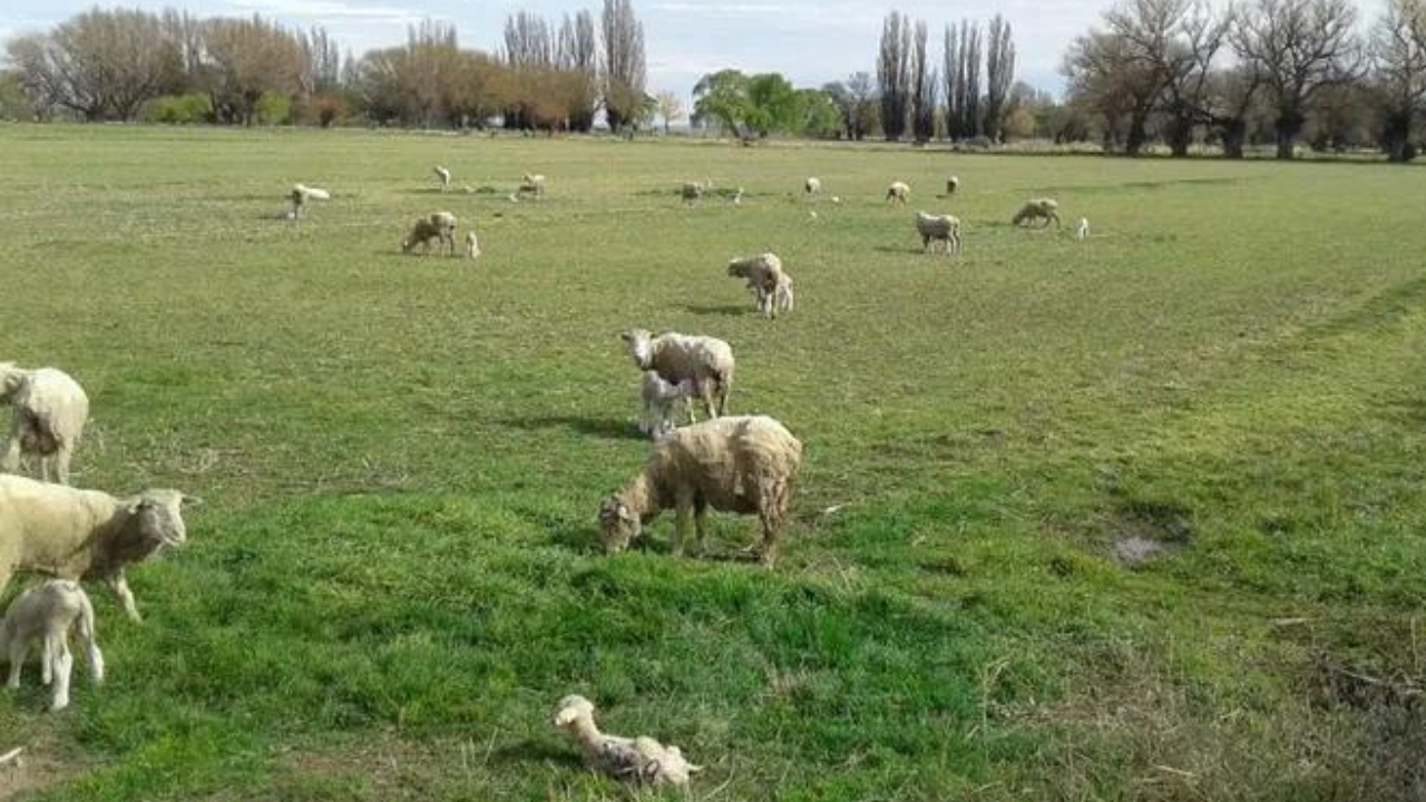 El establecimiento "La Angelita", ubicado en la zona de chacras de Gaiman, sufrió el hurto de 80 corderos puros de pedrigee. La pérdida económica sería de más de 5 millones y medio de pesos. "seguro se los llevaron para comer, y eso es una burla a mi trabajo", expresó el propietario.