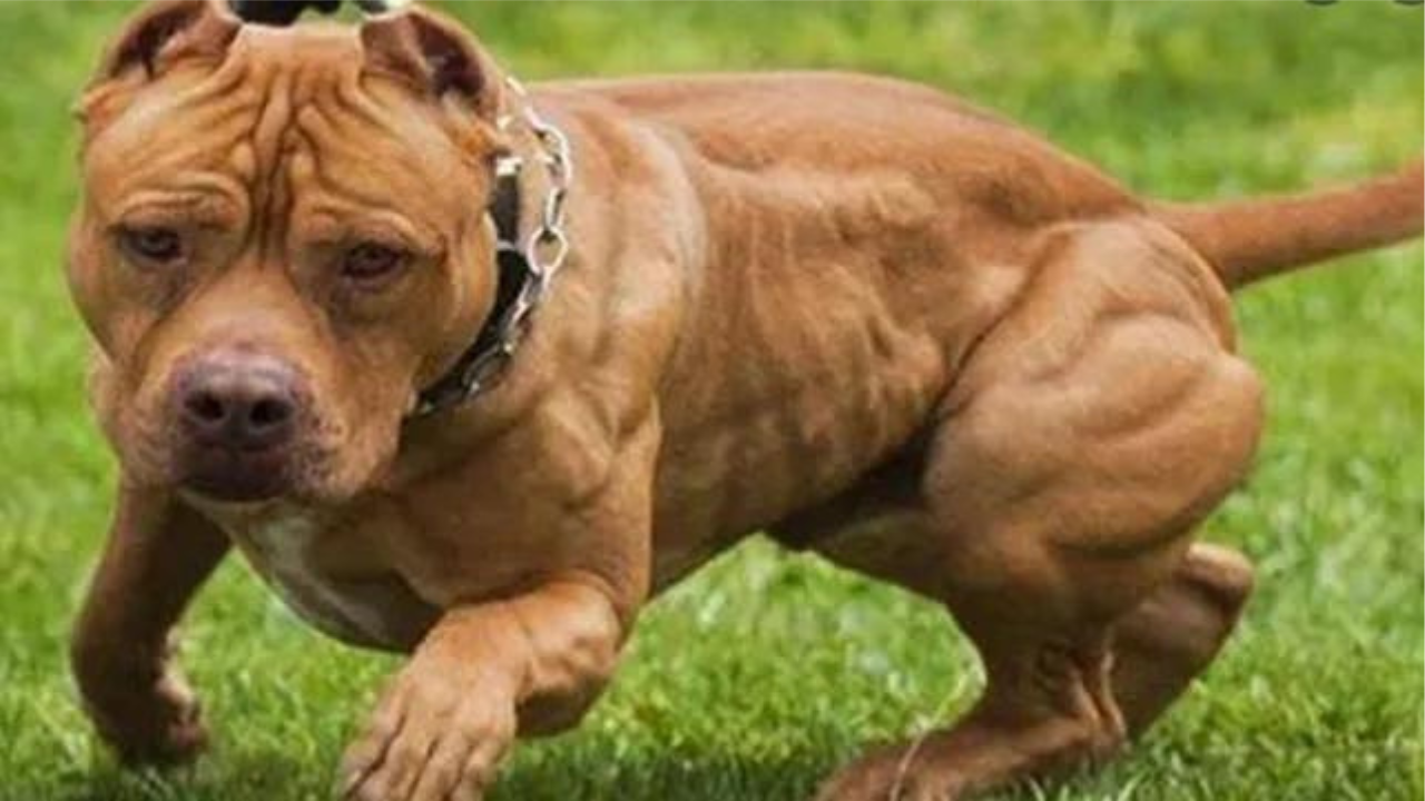 El dueño del perro está prófugo. Sucedió en la ciudad correntina Paso de los Libres...