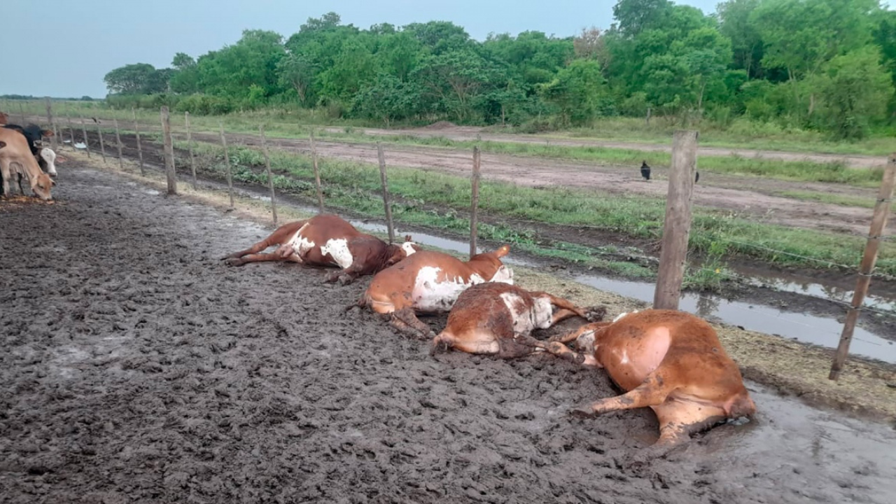 Unos 65 terneros fueron fulminados este sábado por un rayo en la estancia Las Cañitas, en la zona sur de Formosa, en el marco de las fuertes tormentas que afectan a esa provincia, informaron fuentes policiales.