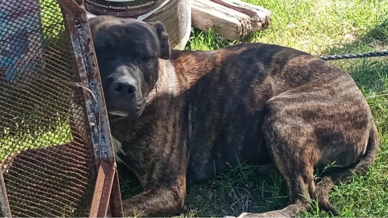 La Policía de Córdoba inició una investigación para determinar cómo los perros lograron salir del domicilio y atacar al vecino.