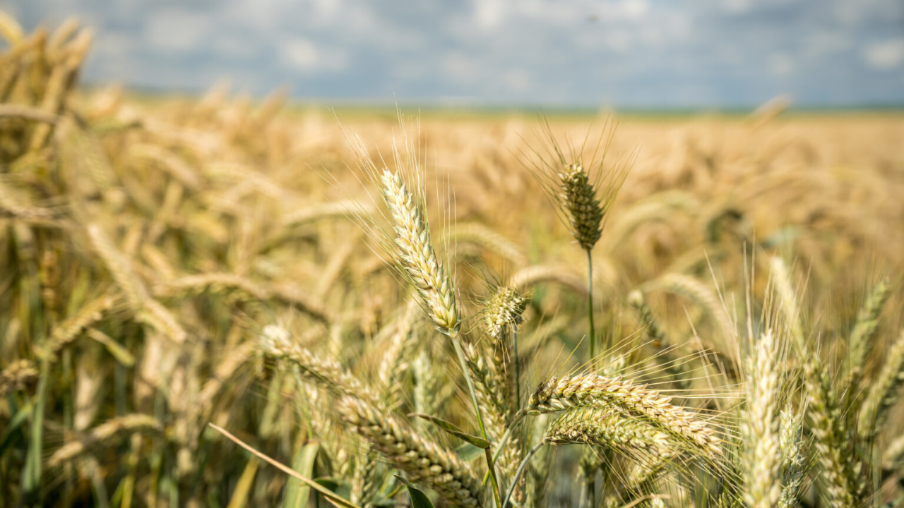 La aseguradora renueva su compromiso y respaldo con el productor agropecuario tras la alta tasa de siniestralidad de la campaña anterior.