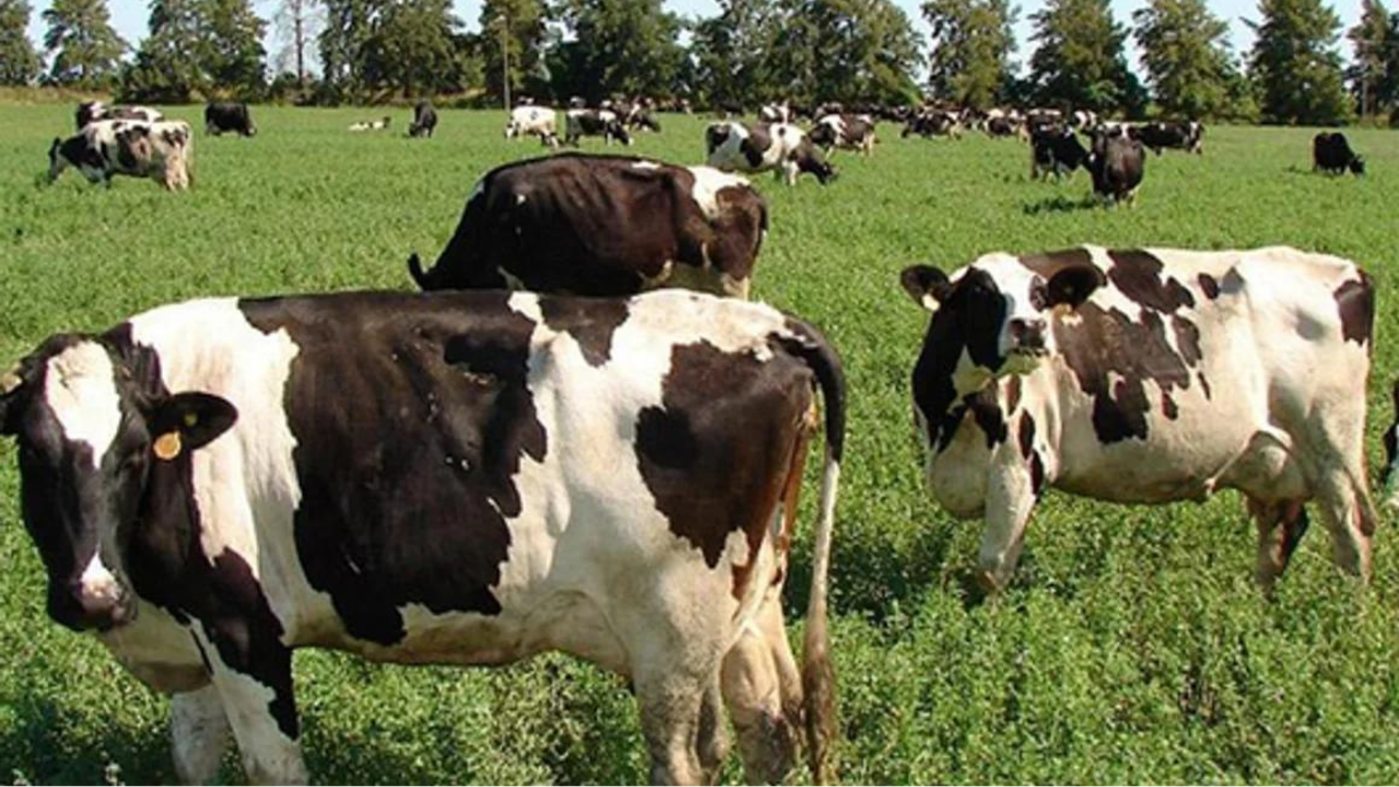 En Tapebicuá, Corrientes, el encargado de un campo de la familia Gassiebayle observó el momento en que delincuentes buscaban llevarse 140 animales y de incógnito logró llamar a la policía.