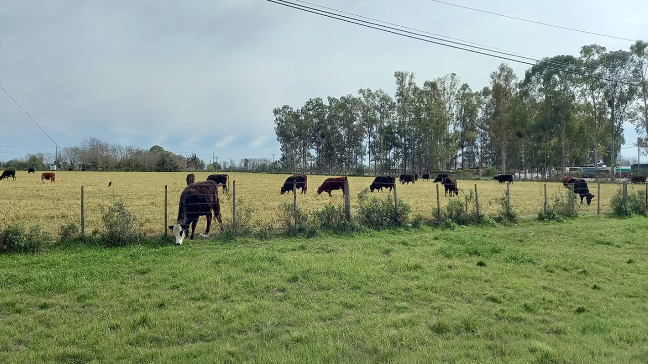 Sucedió en la localidad bonaerense de Salto. Desde la Asociación de Productores Agropecuarios pidieron esclarecer el delito.